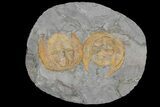 Two Orange Declivolithus Trilobite (Pos/Neg Split) Morocco #92486-4